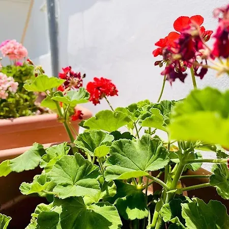 Terrazza Augusteo-open Space With Private Terrace *